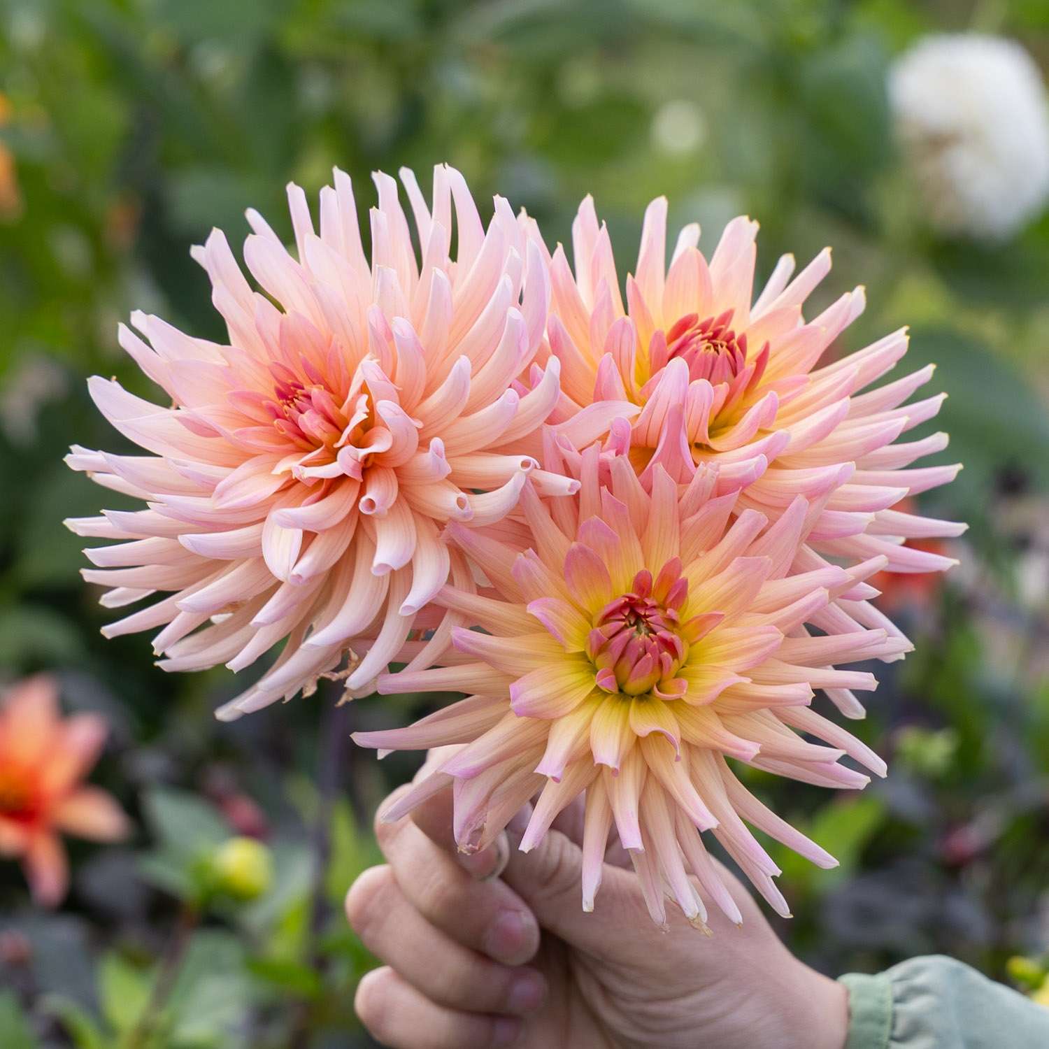 Dahlie 'Henriëtte'